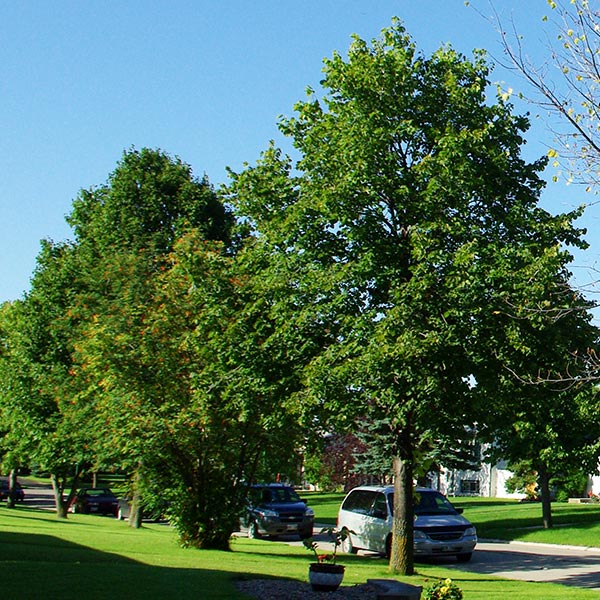 Mature trees with full green canopies